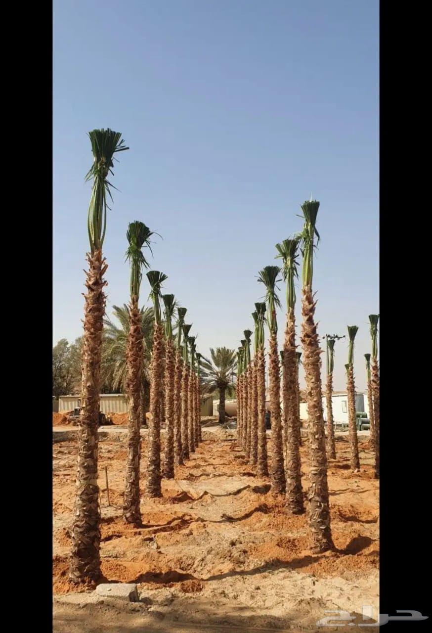 نخيل واشنطني للبيع64569767291009111