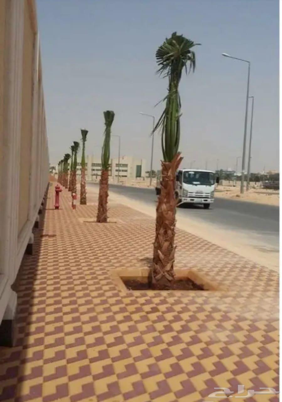 نخيل واشنطني للبيع64569767291009110