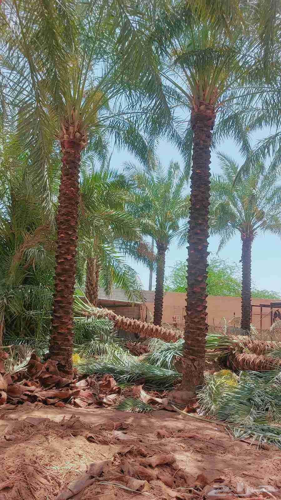 يوجد عندنا نخل عربي واشنطني للبيع بسعر مناسب64565144762370112