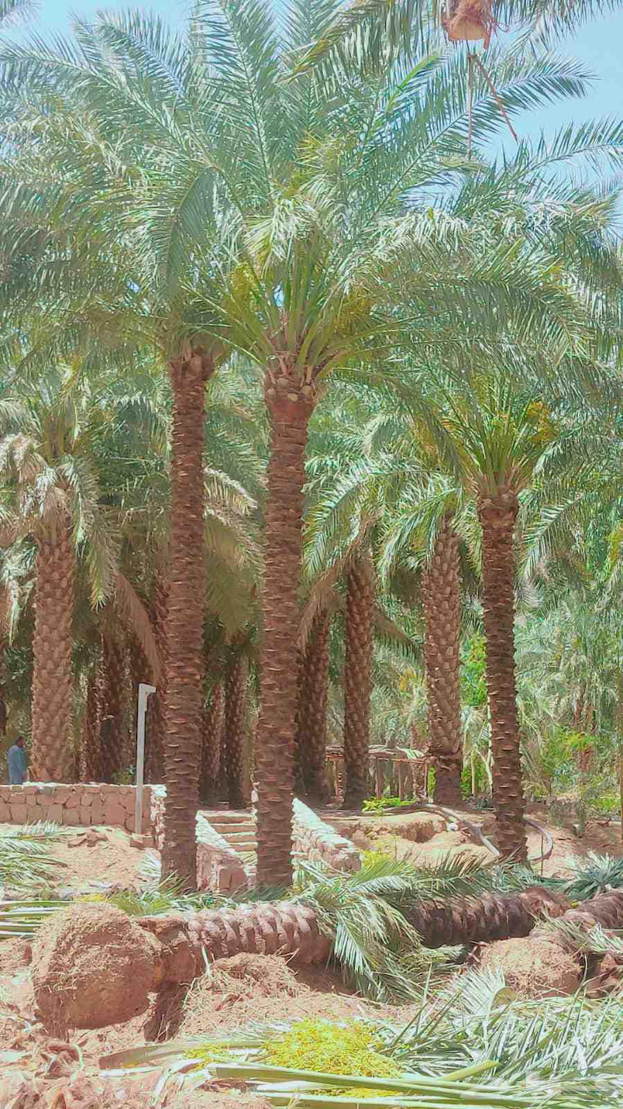 يوجد عندنا نخل عربي واشنطني للبيع بسعر مناسب64565144762370111