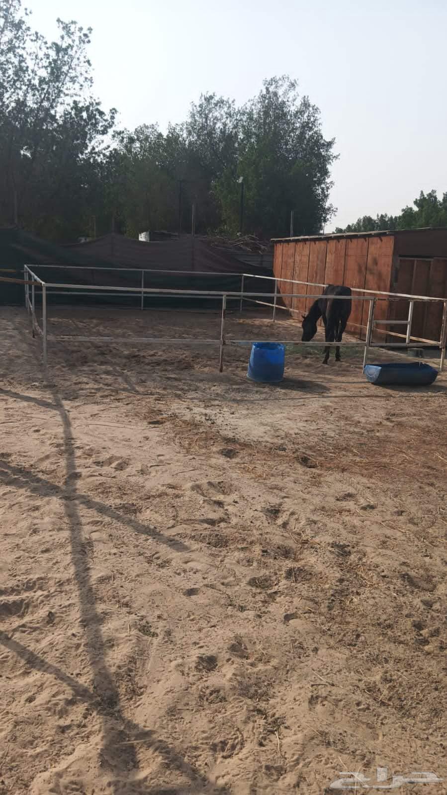 مجموعة مرتبات وحديد وشنكو واتشات حديد كميه كبيرة للبيع64564657134723113