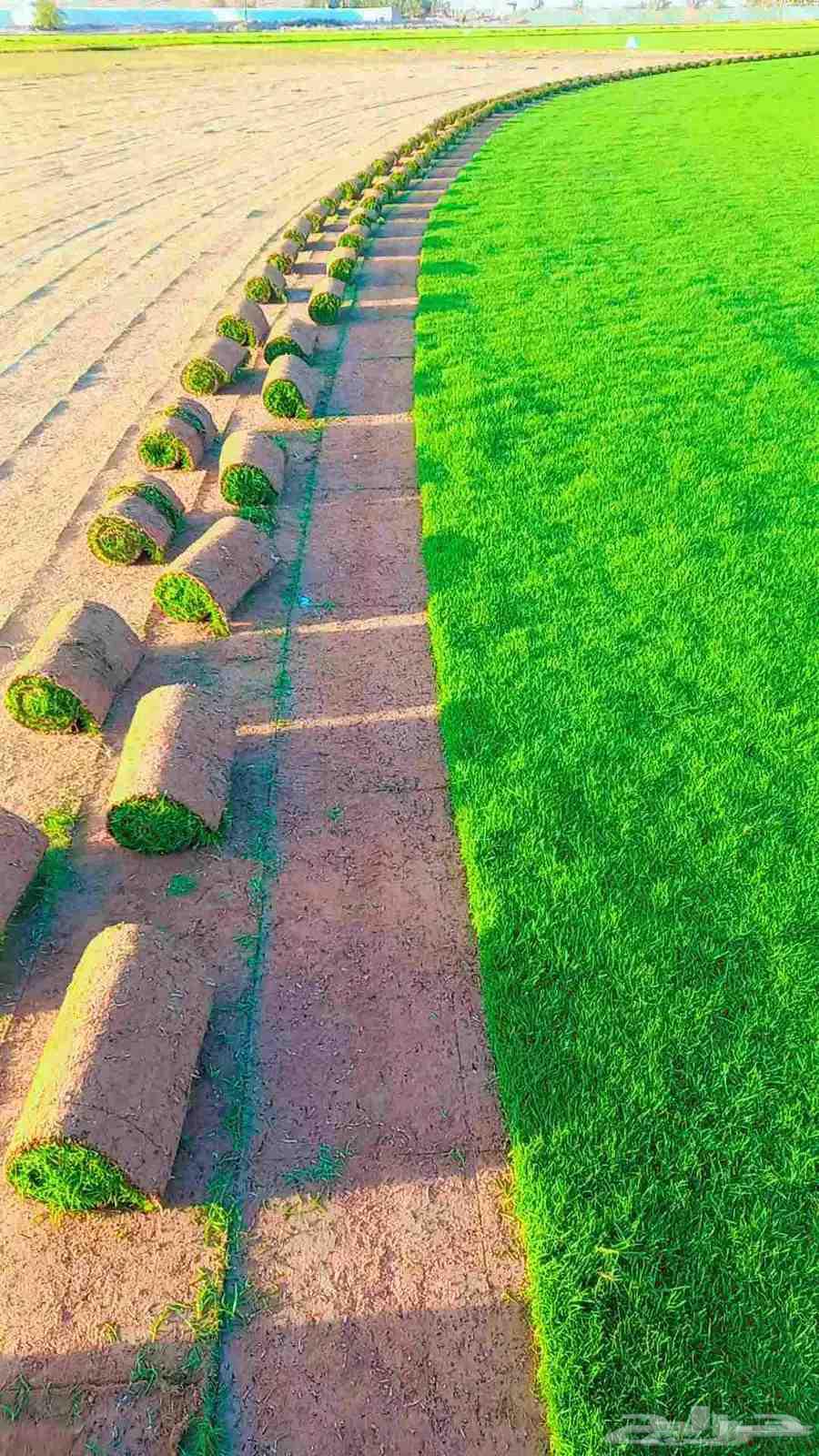 ثيل طبيعي درجه اولى C2000فرنسي64570503879426110