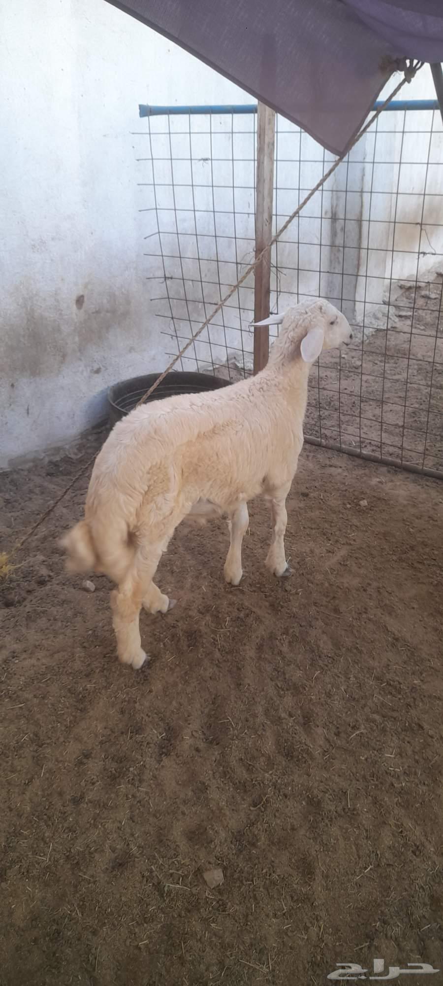 طليان حري ( تم البيع تم البيع )64569357137795114