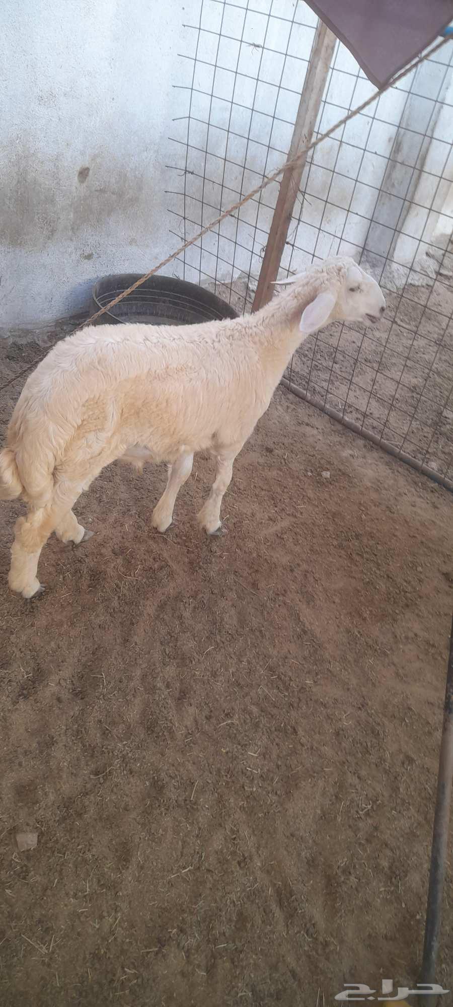 طليان حري ( تم البيع تم البيع )64569357137795110