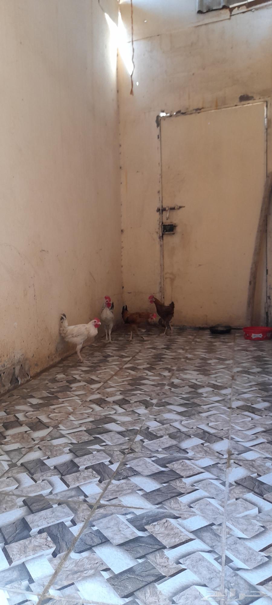 Rooster for sale, quantity 1, Brahma hybrid...64516296798209114