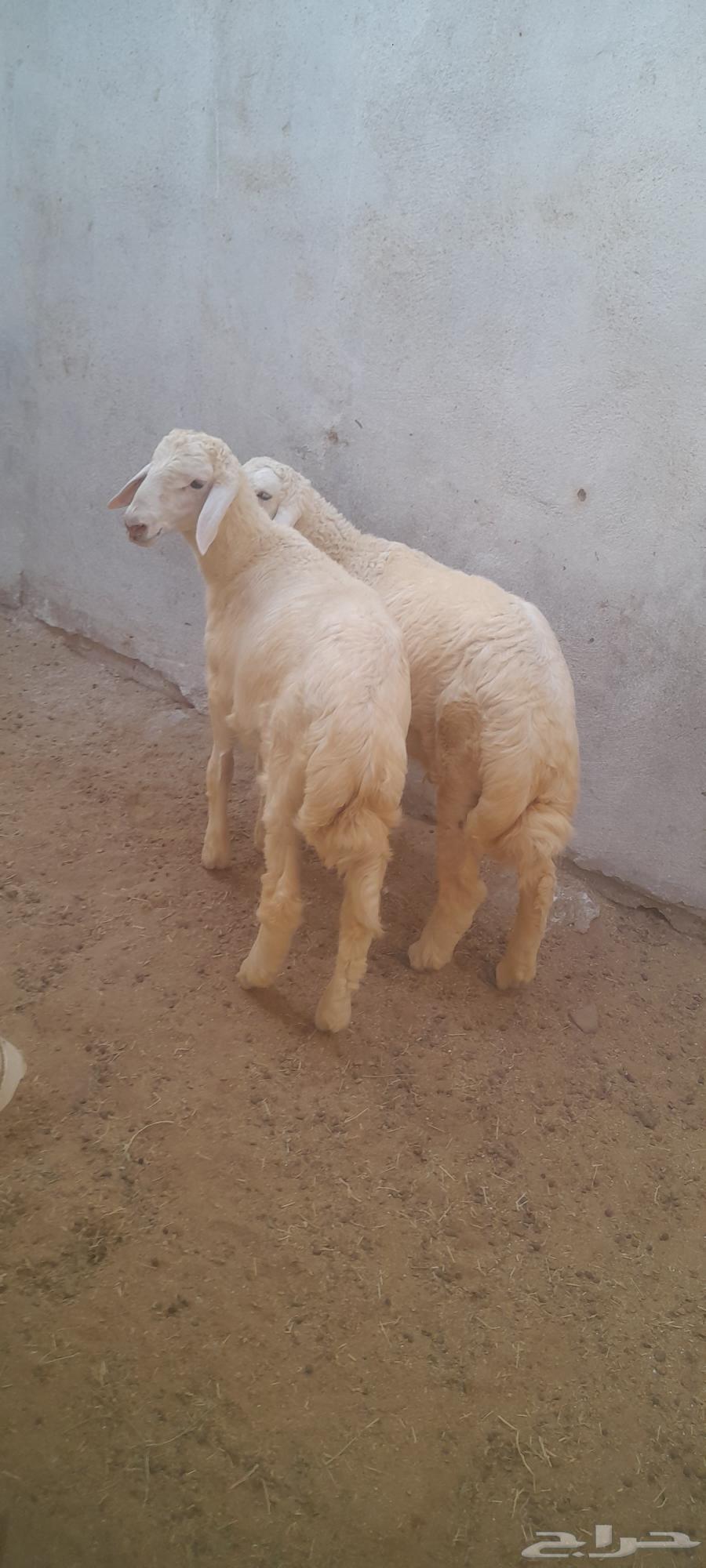 طليان حري ( تم البيع تم البيع )64569357137795112