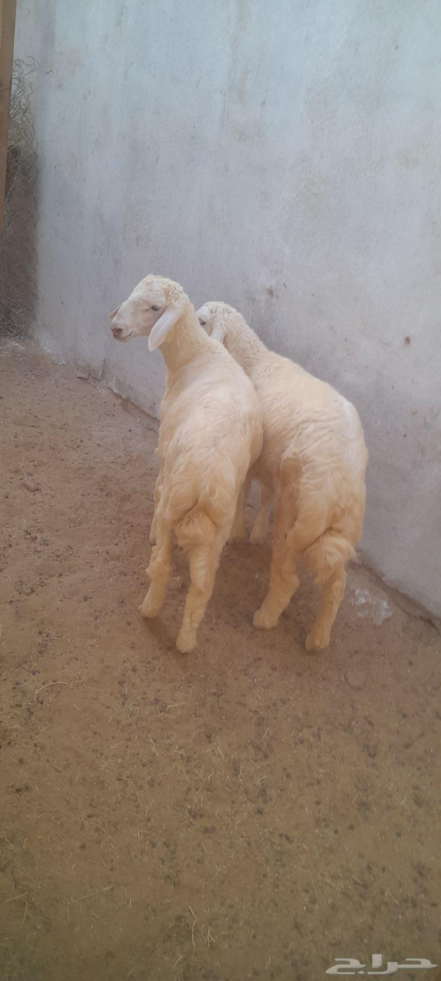 طليان حري ( تم البيع تم البيع )64569357137795113