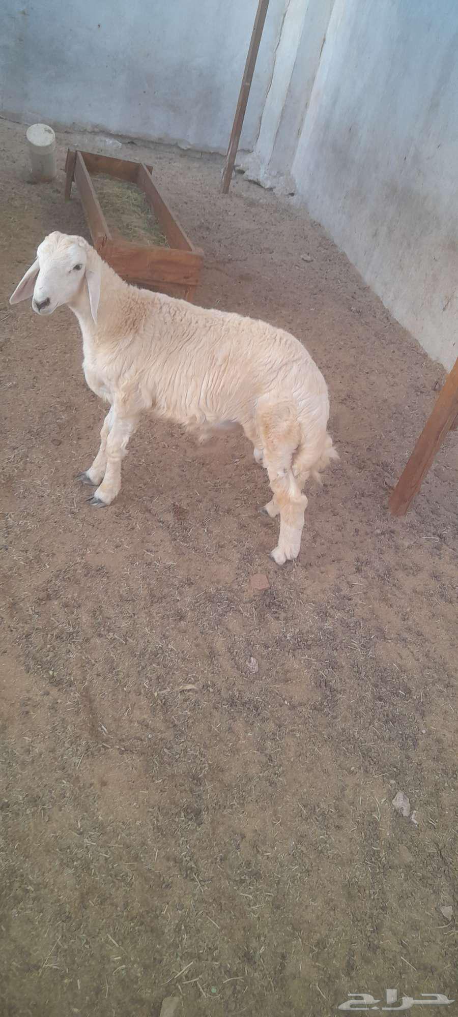 طليان حري ( تم البيع تم البيع )64569357137795111