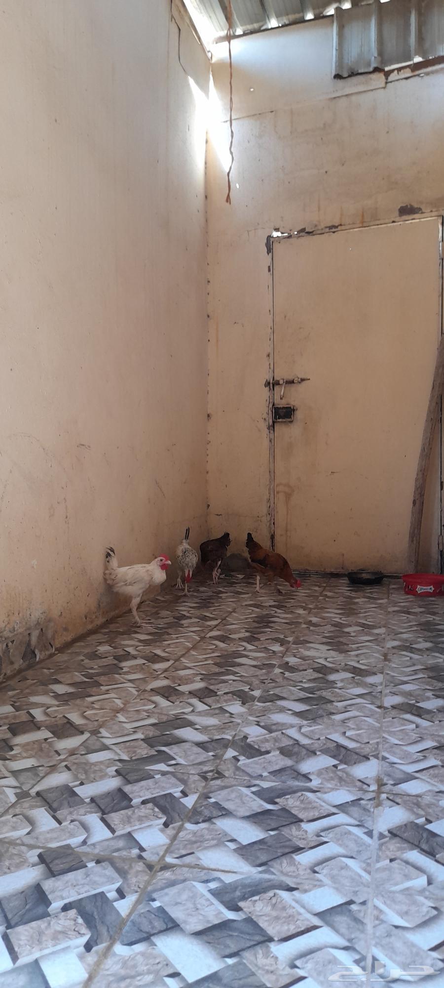 Rooster for sale, quantity 1, Brahma hybrid...64516296798209113