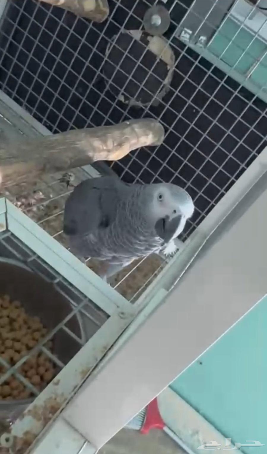 Tame and Productive Congo Cassowary Pair64563236340355111