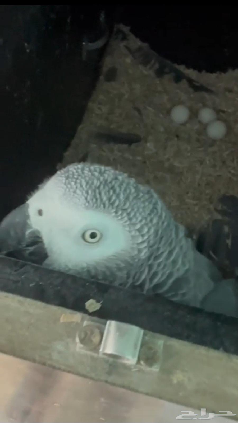 Tame and Productive Congo Cassowary Pair64563236340355110