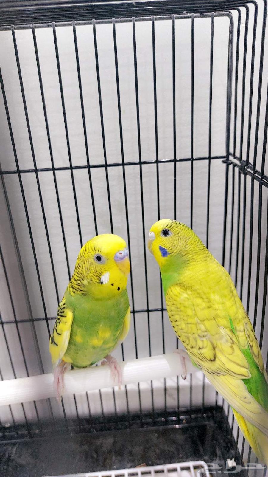 للبيع او البدل زوج بادجي64570244305795111