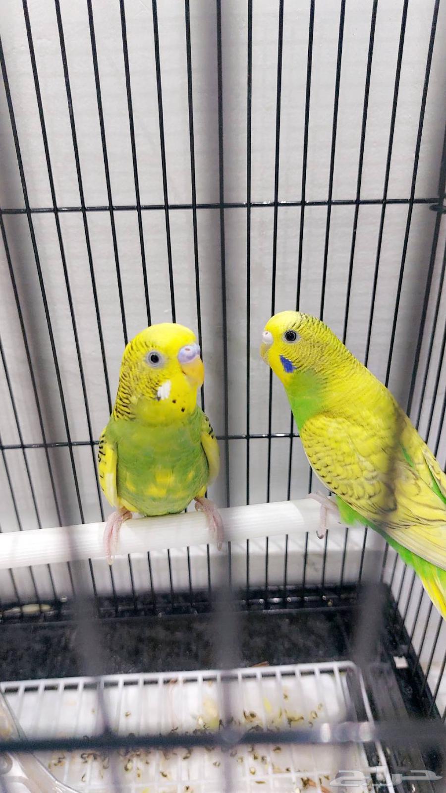 للبيع او البدل زوج بادجي64570244305795110