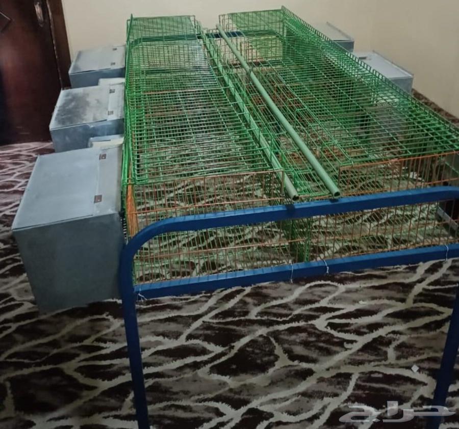 بطارية ارانب 6 عيون64571120446466110