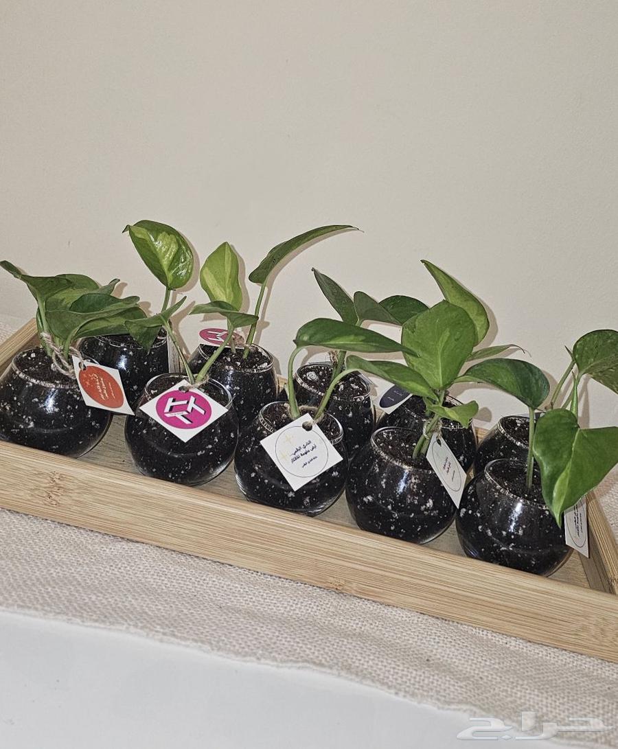 Various distributions64565103100290112