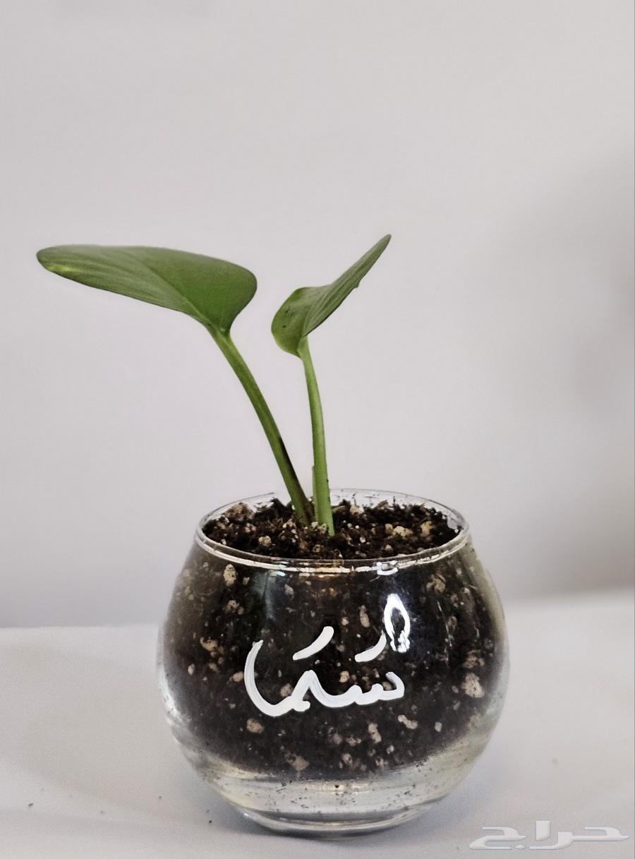 Various distributions64565103100290111