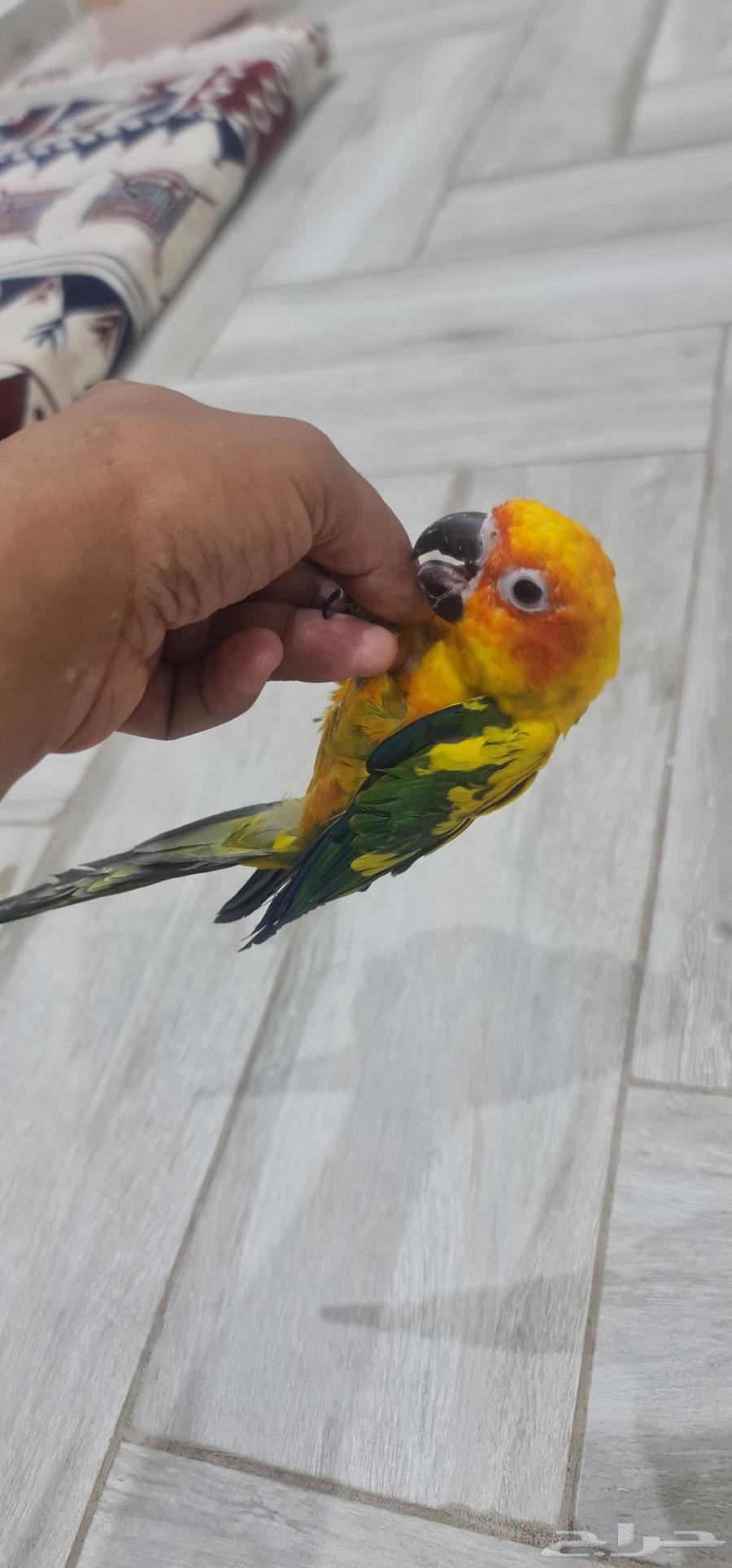 Sun Kinyor64564963763329110