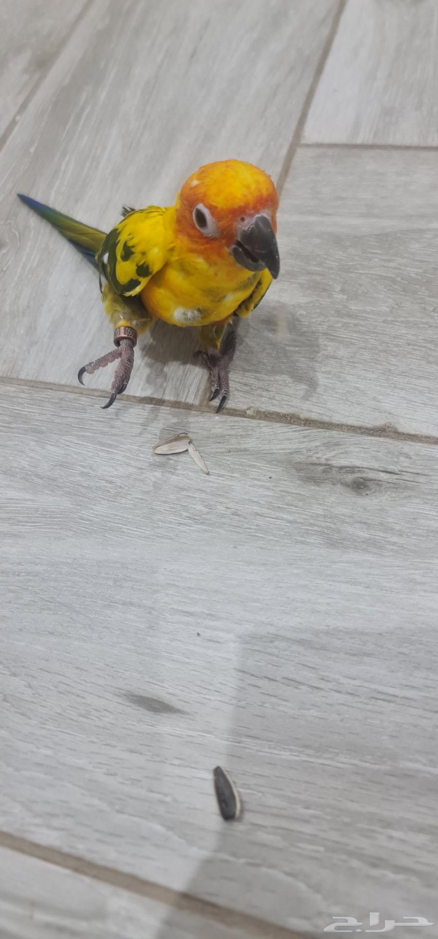 Sun Kinyor64564963763329114