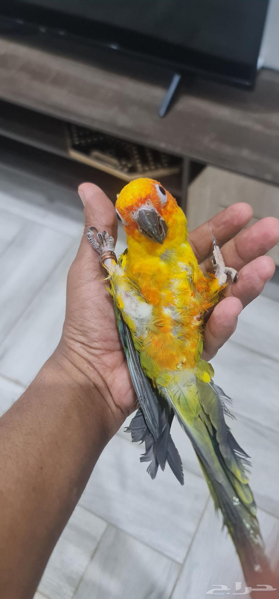 Sun Kinyor64564963763329112