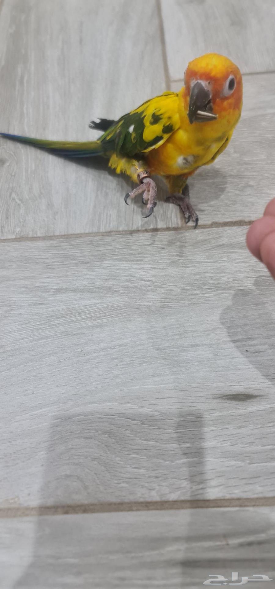 Sun Kinyor64564963763329113