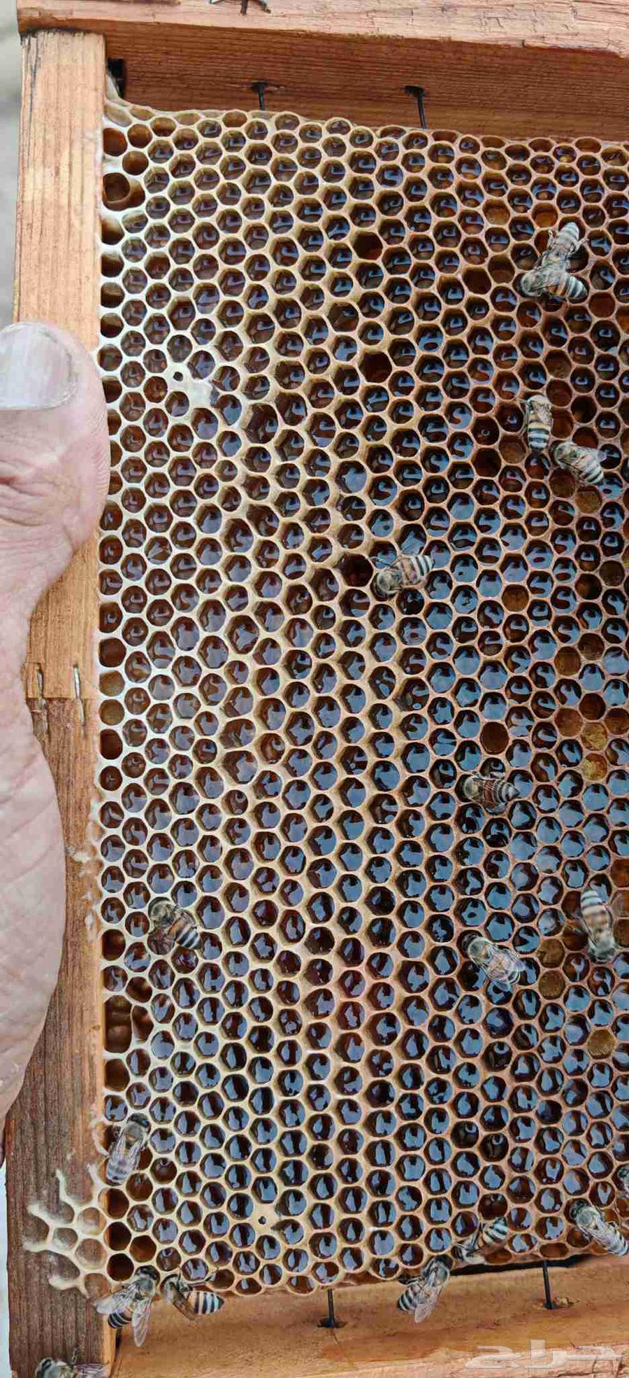 Honey (Samrah-Talh-Qutadah)64565340072963110