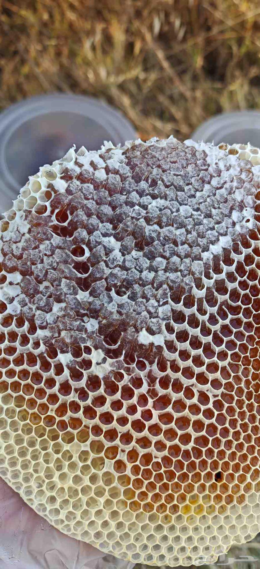 Honey (Samrah-Talh-Qutadah)64565340072963113