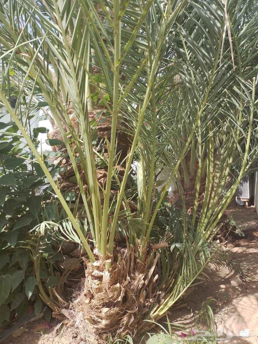 Available 4 white Najran date palm saplings ornamental saplings64569903012994112