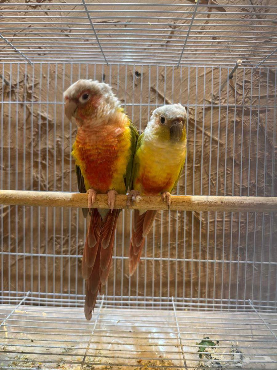 زوج كنيور64567572495875110