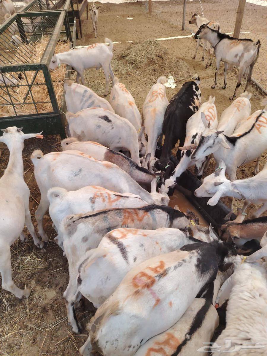 تيوس صومالية جذعان وثنيان مرابي لحم زين وطيب64563252530819111