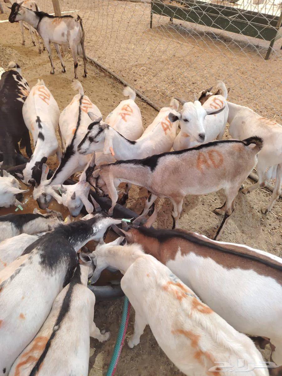 تيوس صومالية جذعان وثنيان مرابي لحم زين وطيب64563252530819110