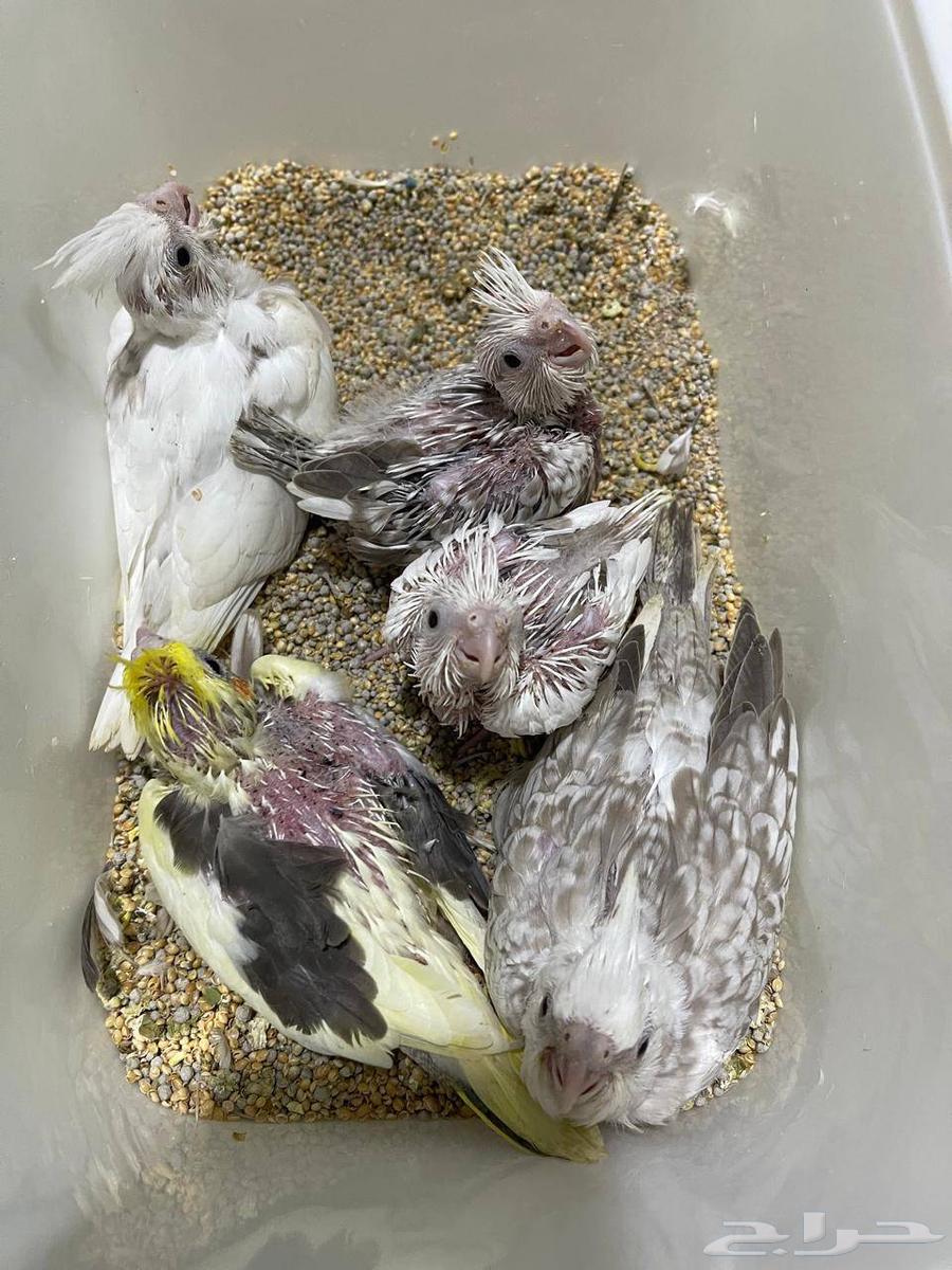 فروخ كروان هولندي ( تم البيع )64569603598338110