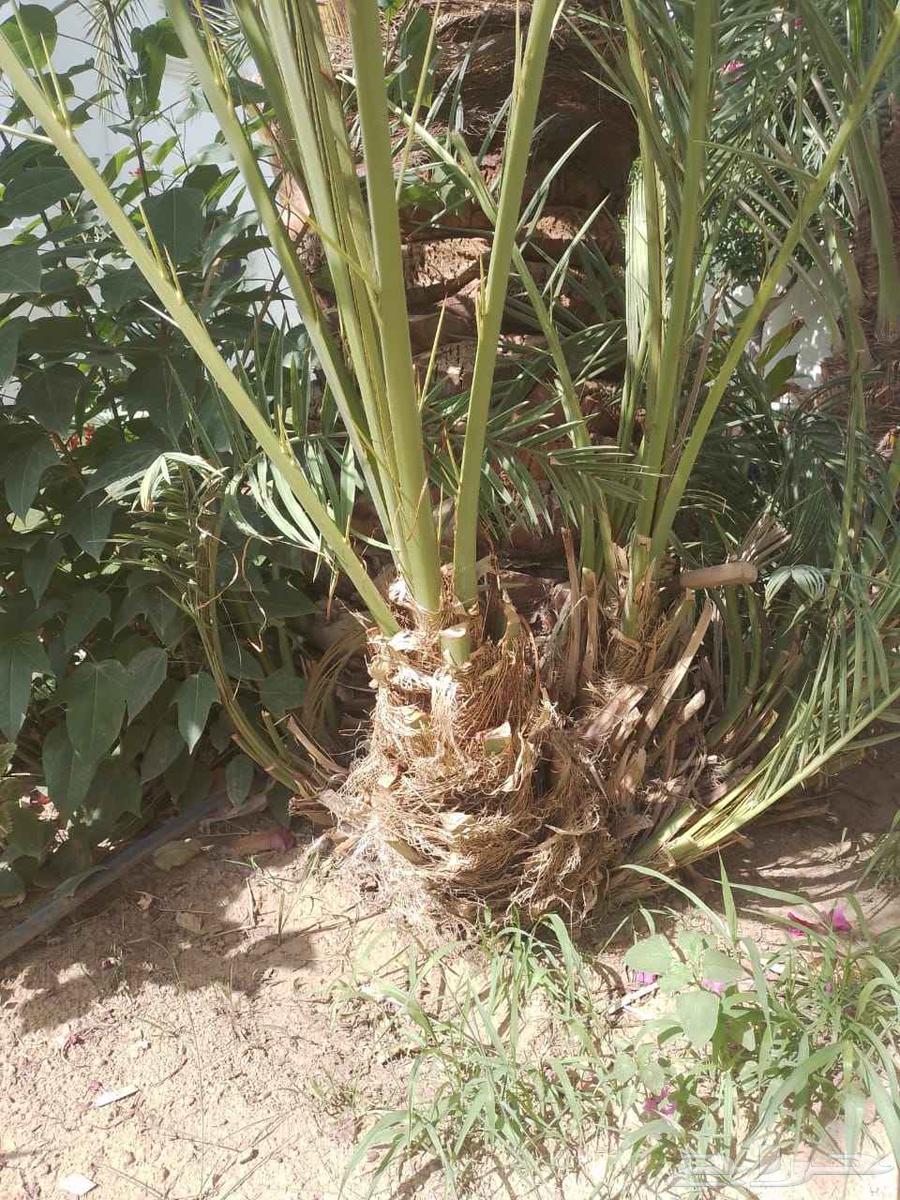 Available 4 white Najran date palm saplings ornamental saplings64569903012994113