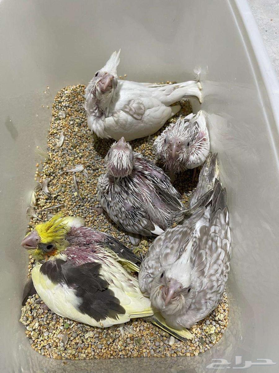 فروخ كروان هولندي ( تم البيع )64569603598338113