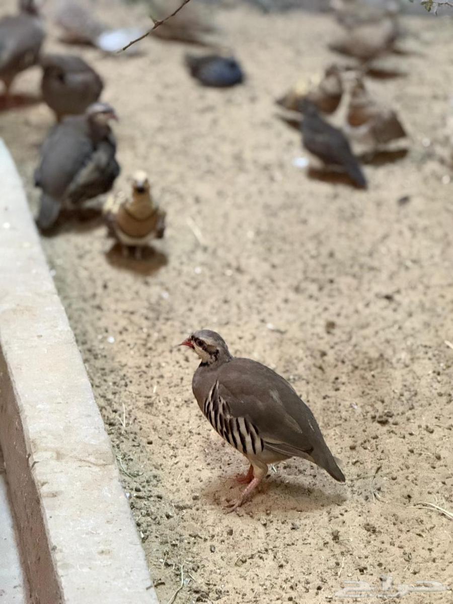 Syrian Chanticleer64567004707843110