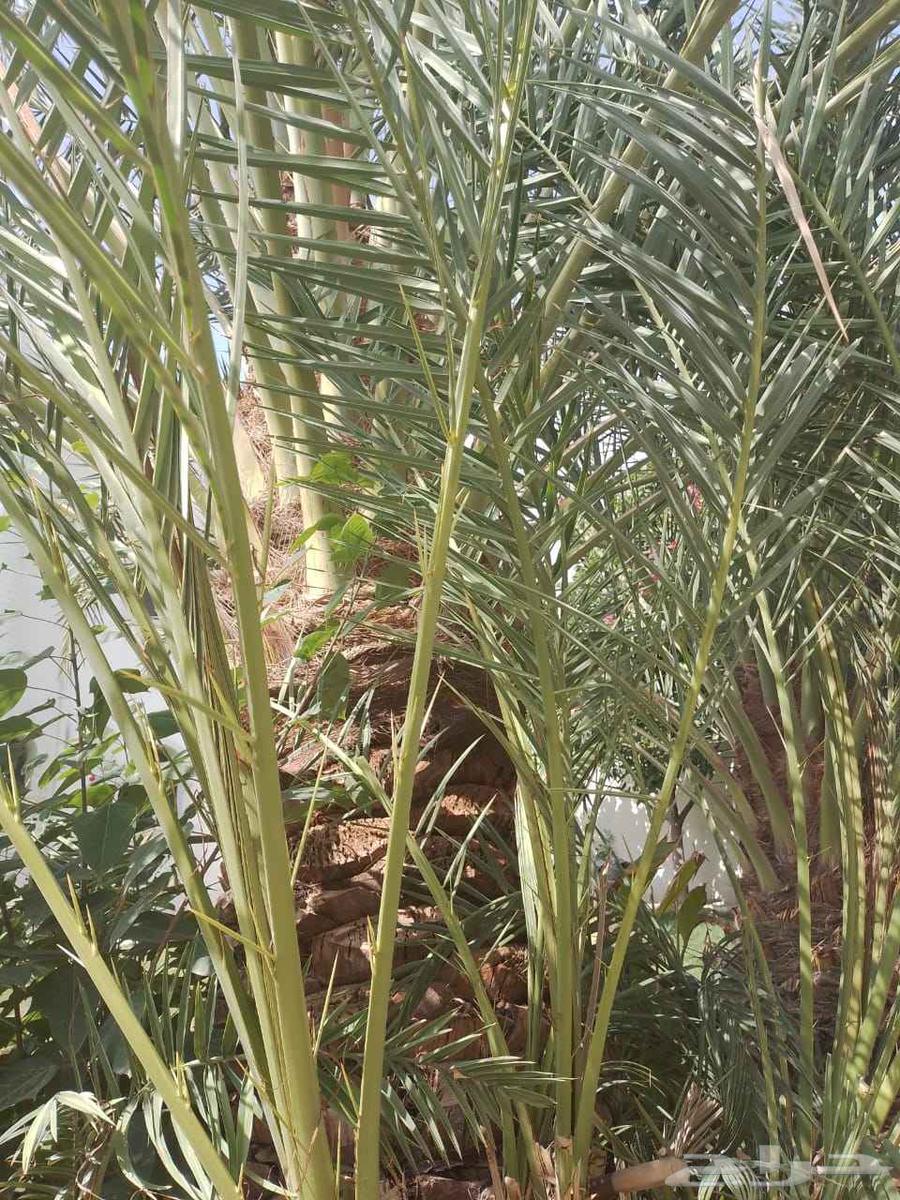 Available 4 white Najran date palm saplings ornamental saplings64569903012994114