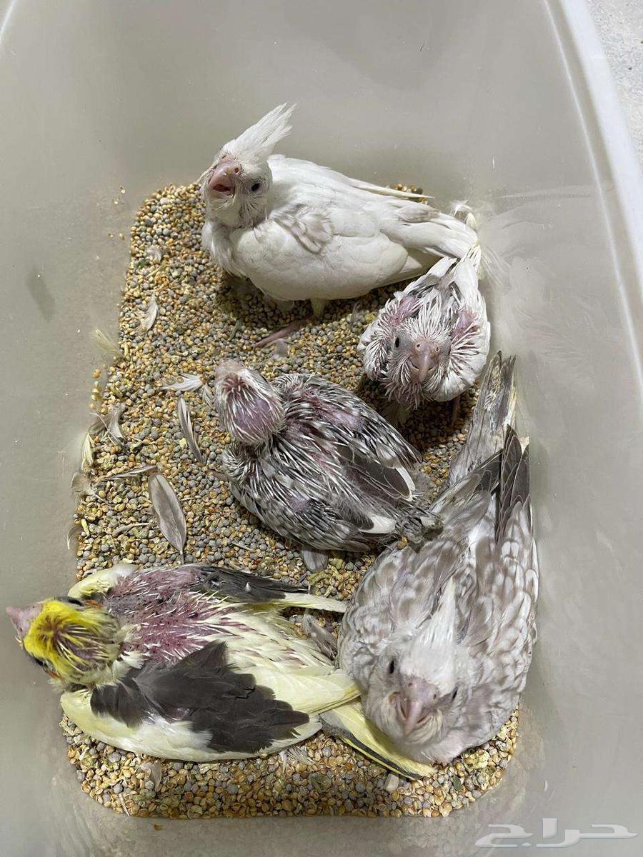 فروخ كروان هولندي ( تم البيع )64569603598338111