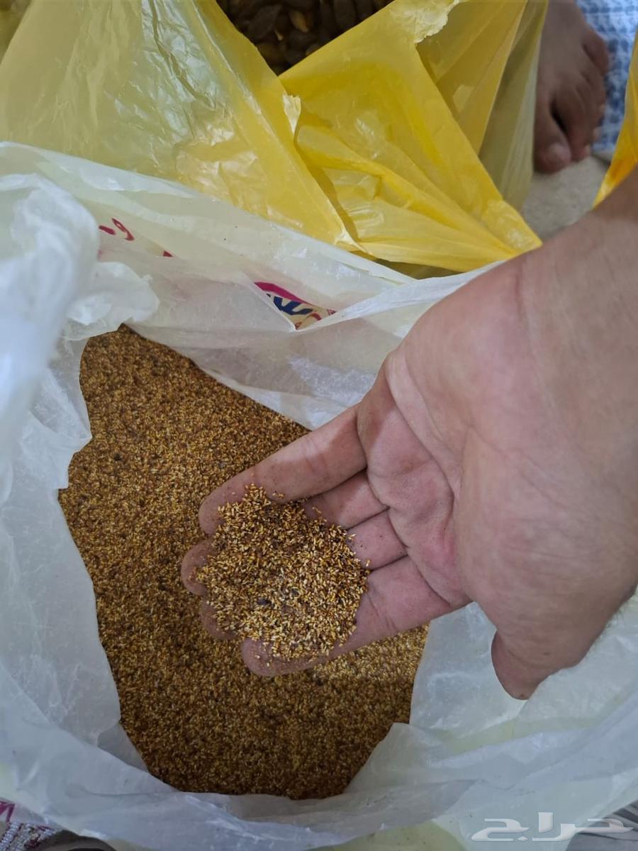 شجره فيكس لسان العصفور64566285946115112