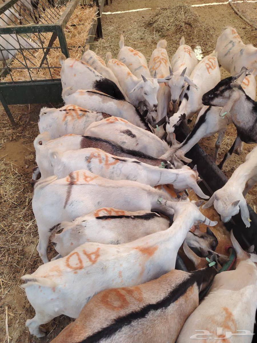 تيوس صومالية جذعان وثنيان مرابي لحم زين وطيب64563252530819113