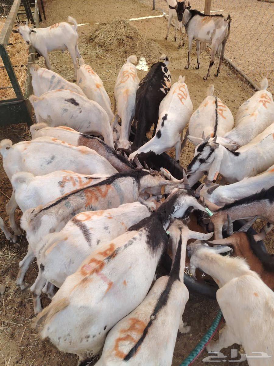 تيوس صومالية جذعان وثنيان مرابي لحم زين وطيب64563252530819112