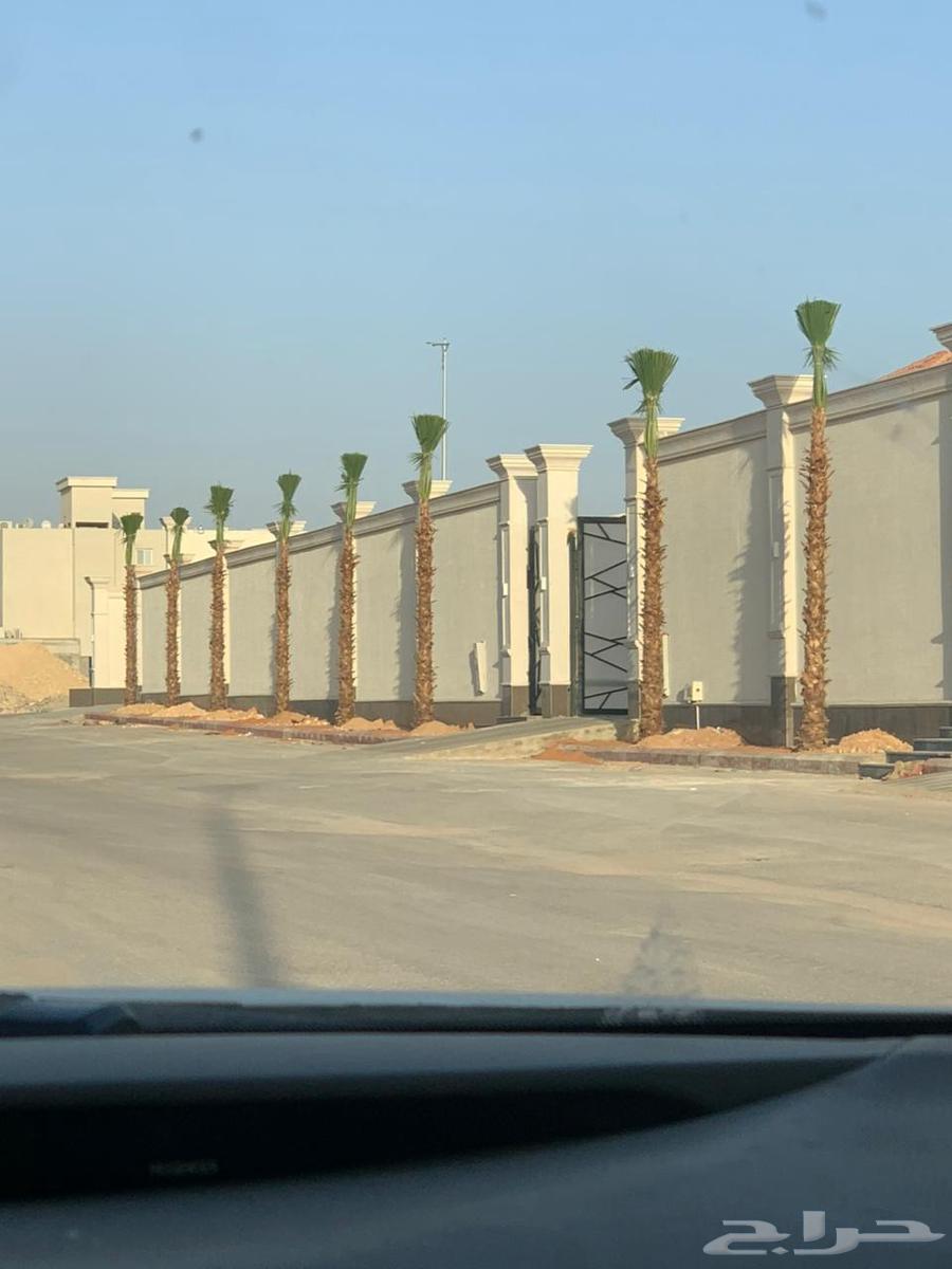 نخيل واشنطني للبيع64569767291009114