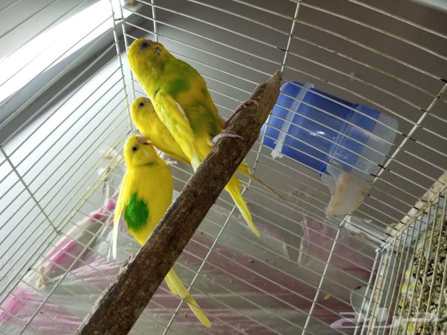 طيور بادجي للبيع64573291276801114