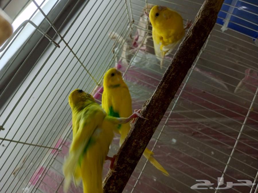 طيور بادجي للبيع64573291276801112