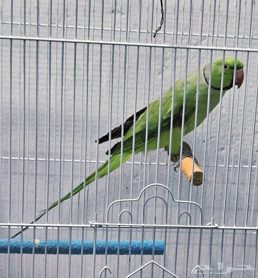 ذكر درة جاهز64579032835713111