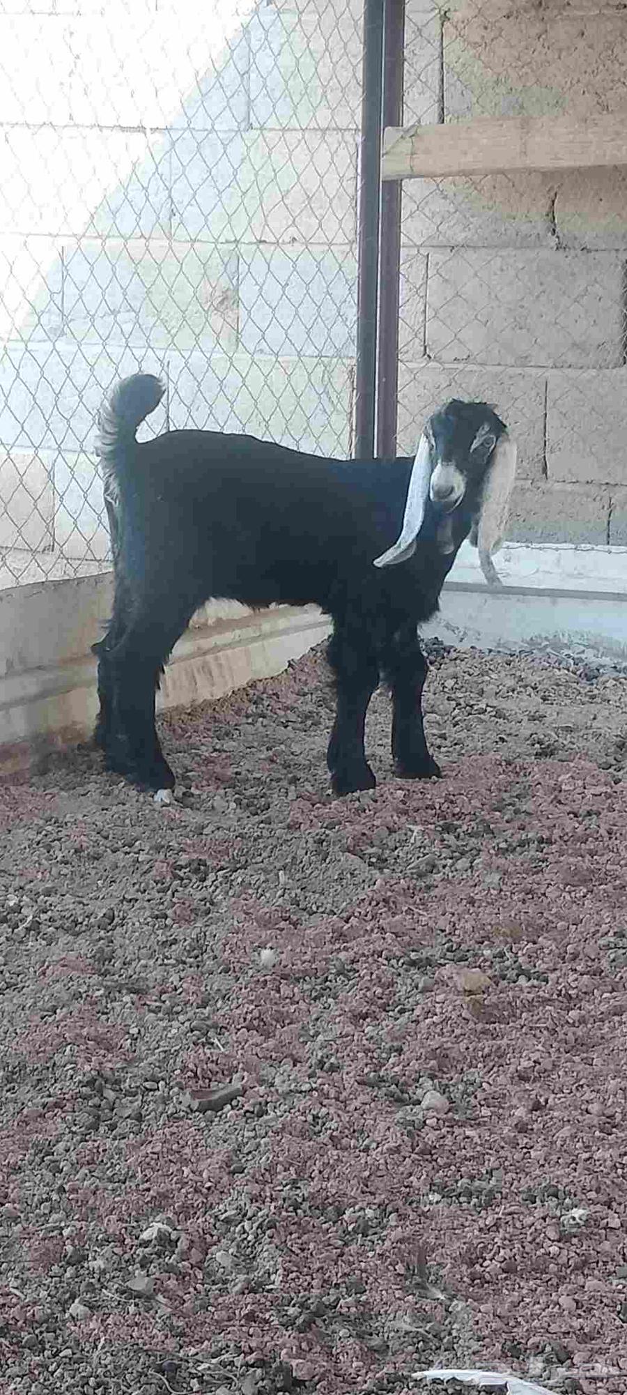 A one-and-a-half-month-old temporary well that eats and digests64573545522945111