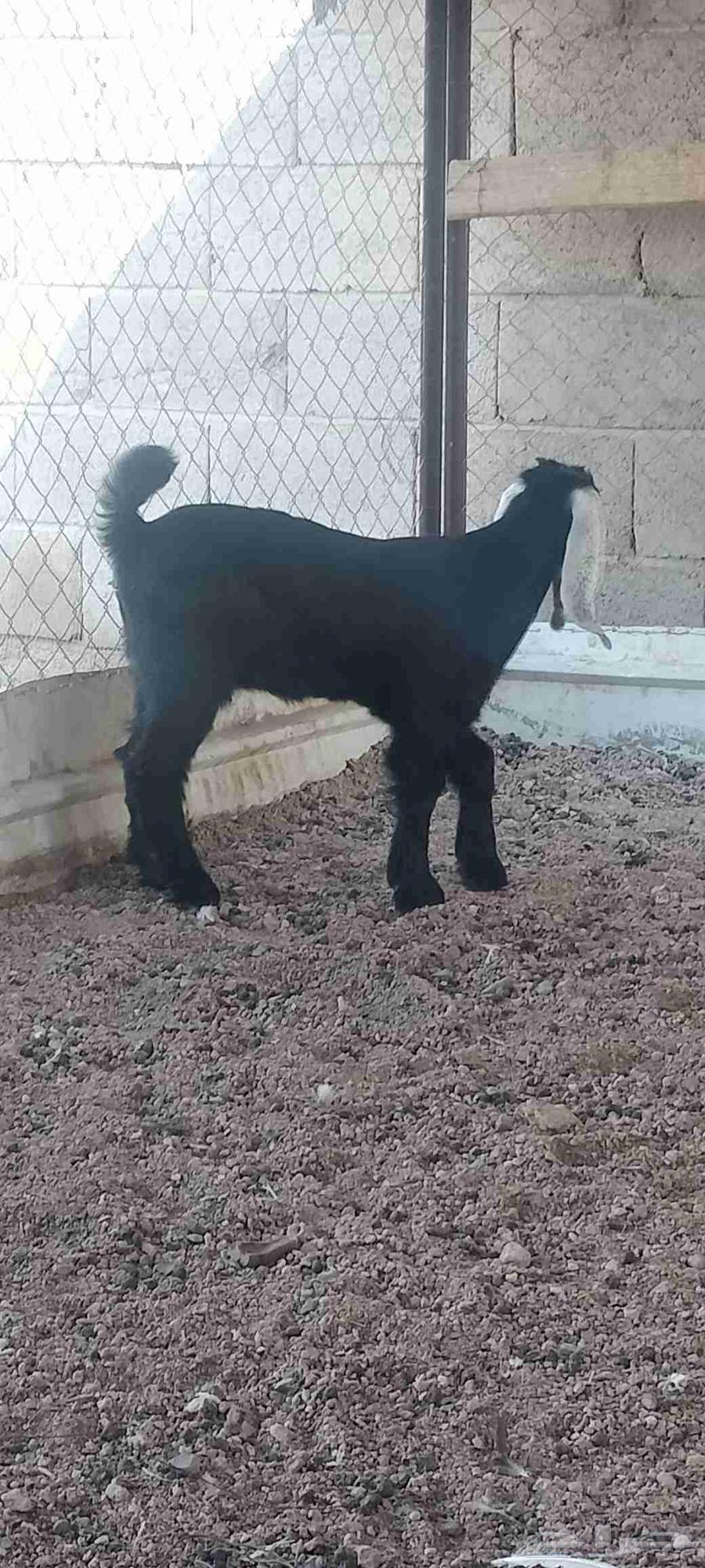 A one-and-a-half-month-old temporary well that eats and digests64573545522945112