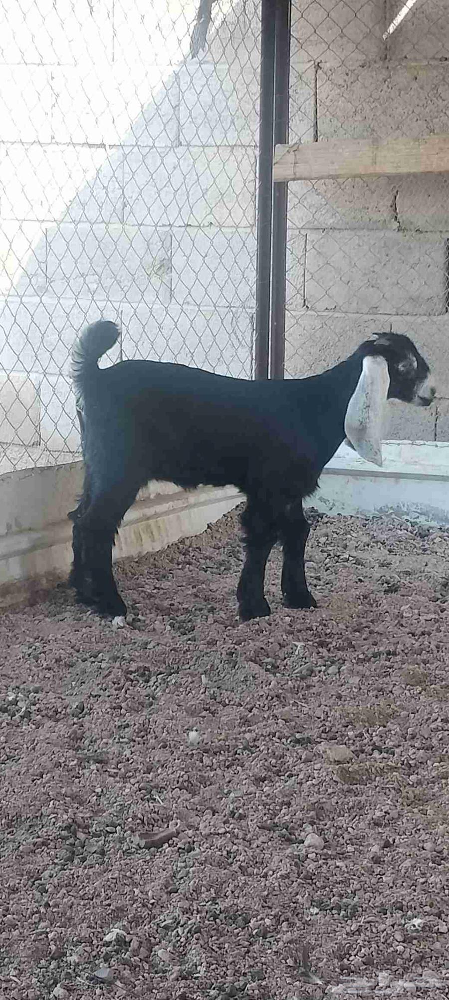 A one-and-a-half-month-old temporary well that eats and digests64573545522945110