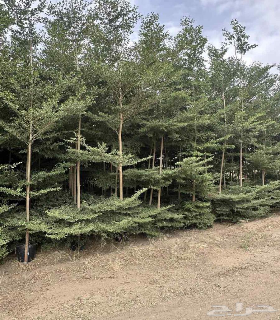 Olive trees64576298197249112