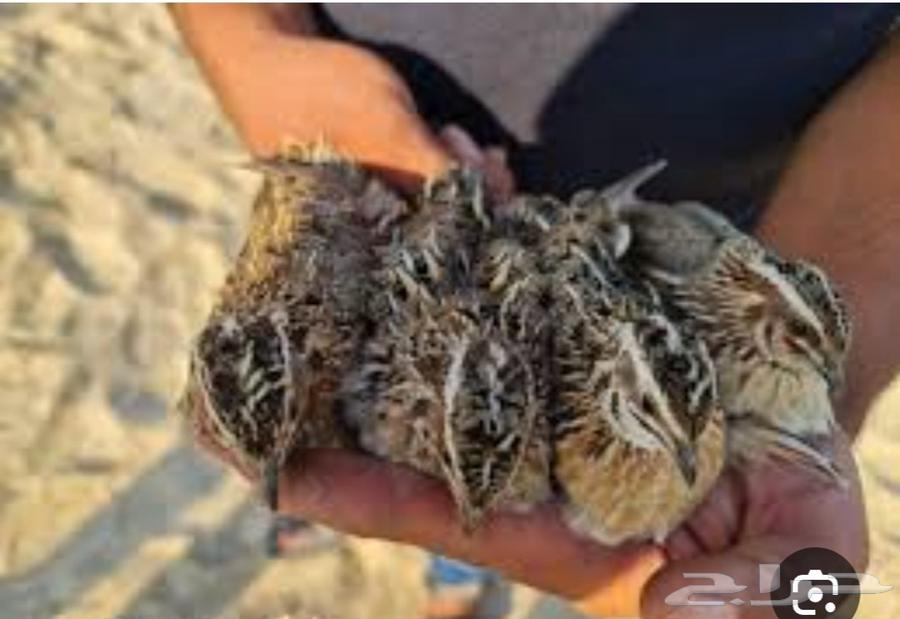 Falconers' Sooty Falcon64577712829825111