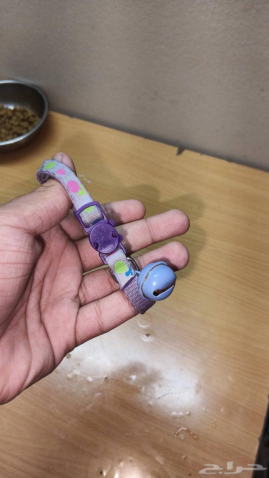 اغراض قطط للبيع64578381834242112