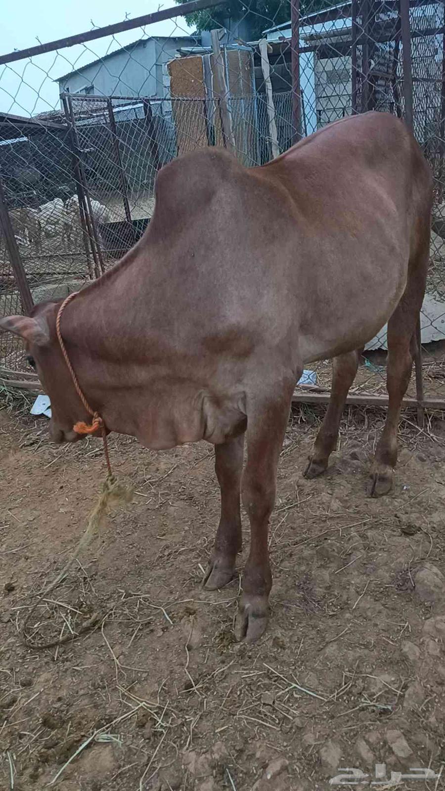 حسيل بلدي للبيع64577950640642112